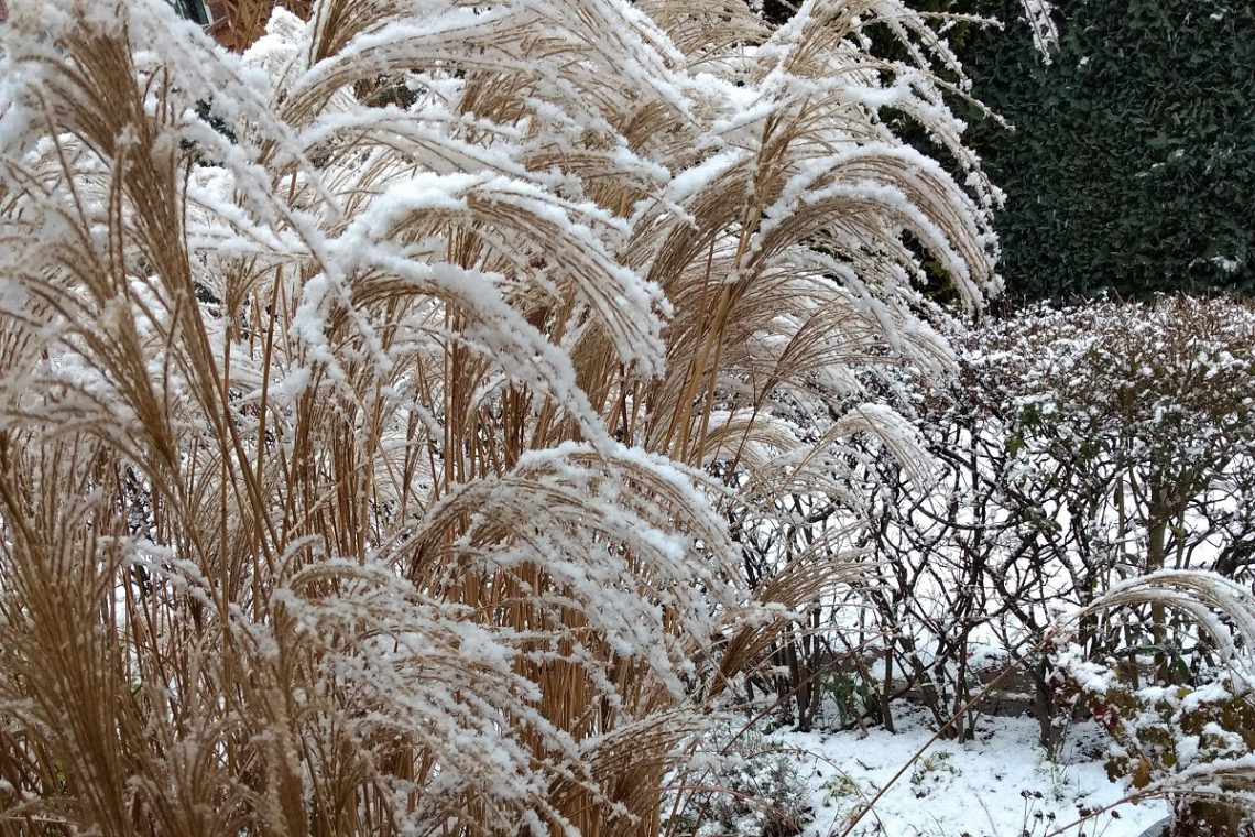 Großes Ziergras im Winter mit Schnee