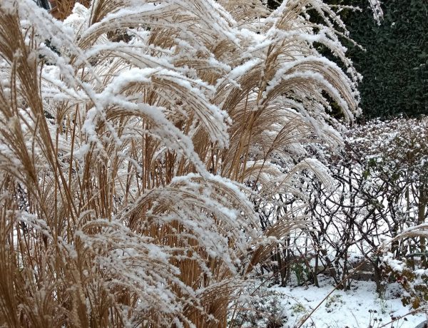 Großes Ziergras im Winter mit Schnee