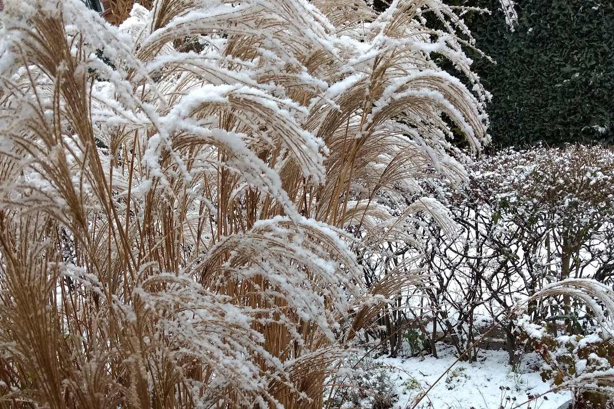 Großes Ziergras im Winter mit Schnee